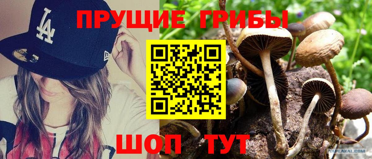 Галлюциногенные грибы Cubensis  Вход с VPN  Элиста  Псилоцибиновые грибы мицелий 